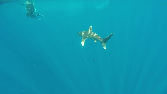 In the shimmering waters of Cat Island, Bahamas, divers gracefully swim alongside a stunning Oceanic White Tip Shark. A surreal moment in an infinite blue playground.