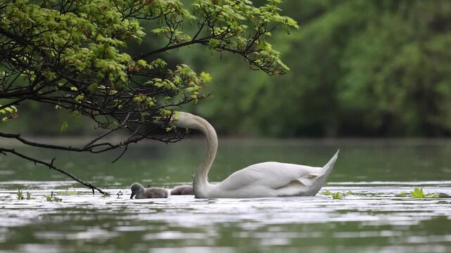 View of mute swans swimming with their cygnets on a peaceful lake under overhanging green branches in Mulhouse, Grand Est, France.