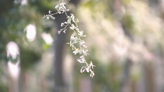 Delicate white blossoms close up with soft natural light, serene floral background, gentle hanging flowers in bloom, elegant nature scene for wellness, spring design, romantic themes and calming video