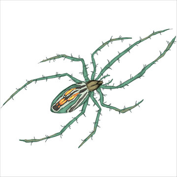 Illustration of the basilica orbweaver spider. Mecynogea lemniscata. Colorful, hand-drawn, vector illustration. Picturesque. Unique detailed stylization. Print on sketchbooks, stickers, cards, posters
