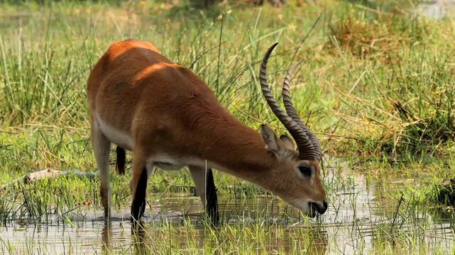 red lechwe eating grass in the water of marshland 370