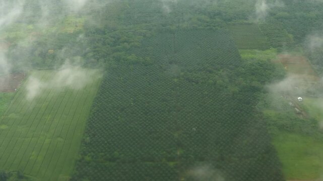 Aerial view of a huge oil palm (Elaeis oliefera) plantation near the town of Coca, Orellana province, in the Ecuadorian Amazon.