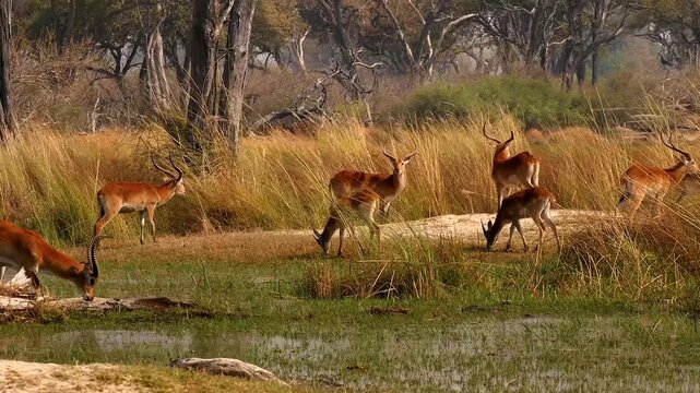 group of red lechwe, Kobus leche leche, in beautiful marshland 472
