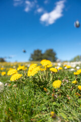 Fototapeta premium Bright yellow dandelions bloom in lush green grass under clear blue sky. Soft focus highlights vibrant flowers in foreground. Background features blurred trees and floating balloons