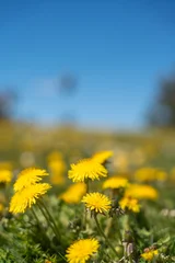 Fototapeten Sommer Yellow dandelions bloom under bright blue sky. Sunlight highlights petals and green stems. Field stretches into soft-focused background. Peaceful, natural setting evokes calm and renewal  © Jakob