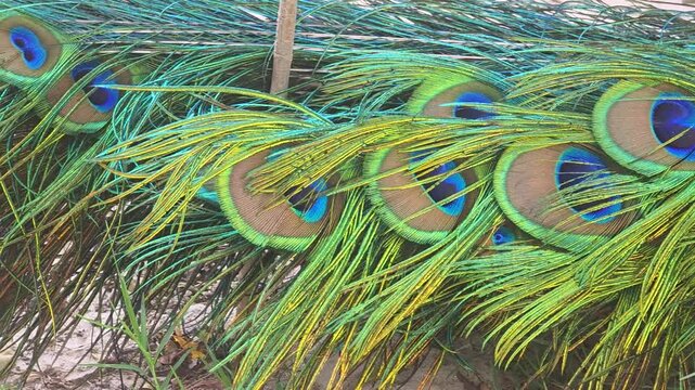 Peacock feathers with vibrant iridescent ocelli patterns resting on the ground in a natural outdoor environment 4k Footage