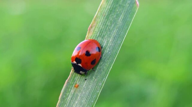 Ladybug resting on a green blade of grass in a vibrant garden meadow during a sunny day with soft bokeh background 4k Footage