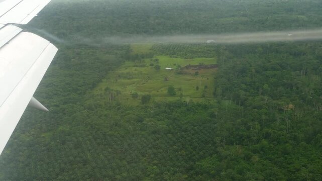 Aerial view of a huge oil palm (Elaeis oliefera) plantation near the town of Coca, Orellana province, in the Ecuadorian Amazon.