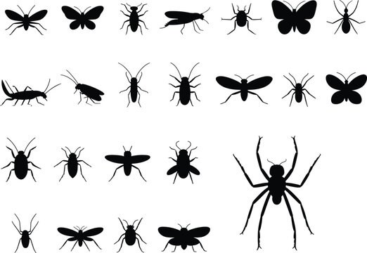 Diverse black silhouettes of insects and spiders arranged on a white background Keywords: insect, spider, butterfly, beetle, ant, fly, grasshopper, silhouette, black