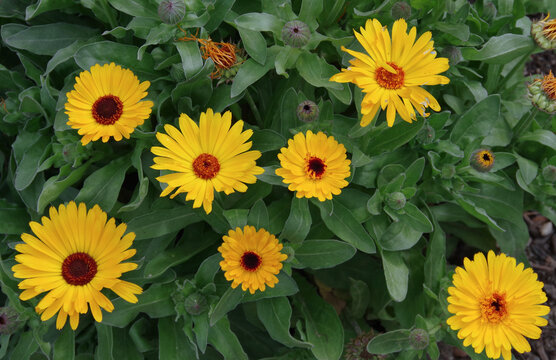 Encelia californica Coast Sunflower, California Bush Sunflower