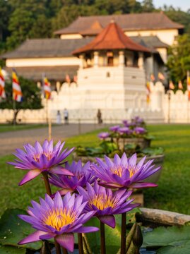 Purple Water Lily Flowers at Sri Dalada Maligawa Kandy &ndash; Sacred Temple Garden, Spiritual Serenity Sri Lanka