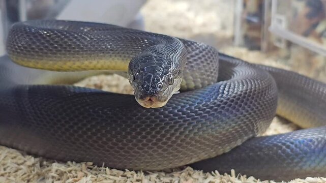 Black snake coiled inside terrarium enclosure with wood shavings substrate. Close up reptile footage showing scales texture and snake head in captivity habitat. Exotic pet, wildlife