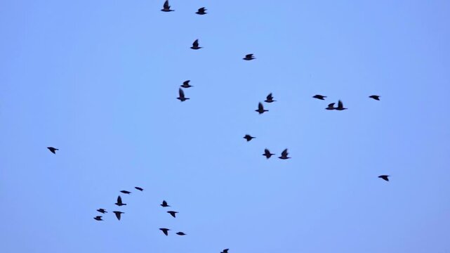 common starling flock slow motion 240fps soaring gracefully across a clear blue evening sky in a natural murmuration formation during migration