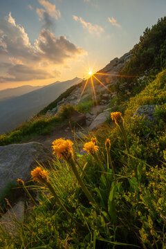 View of the Dumbier peak and yellow wildflowers on a rocky mountain slope during a vibrant sunset in Liptovsky Jan, Zilina Region, Slovakia.