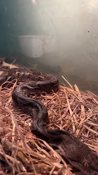 A detailed vertical video showing the thick patterned body of a large non venomous constrictor snake as it slithers and rests on a bed of dry hay inside a terrarium