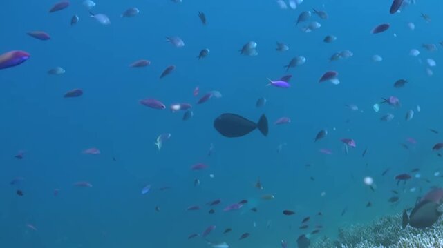 Lively assembly of small, radiant fish, mainly ruby and violet hues, gracefully navigate deep blue sea. They journey close to pristine coral bed in daylight, revealing nature's aquatic artistry.