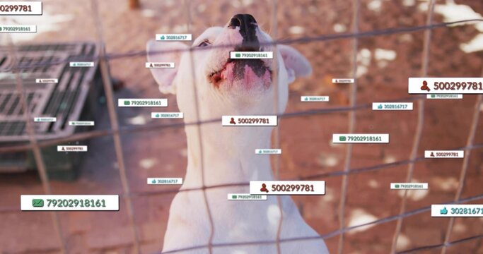 Panting white dog pressing face against wire fence at kennel, digital tags overlaying