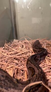 A detailed vertical video showing the thick patterned body of a large non venomous constrictor snake as it slithers and rests on a bed of dry hay inside a terrarium