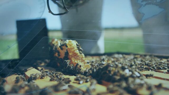 Beekeeper puffing smoker onto comb, calming bees for apiary inspection while camera pulling back