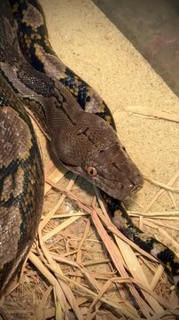 A detailed vertical video showing the thick patterned body of a large non venomous constrictor snake as it slithers and rests on a bed of dry hay inside a terrarium