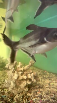 A vertical close-up shot showing several Iridescent Shark catfish (Pangasius) swimming gracefully inside a green-tinted freshwater aquarium tank, featuring gravel and artificial coral decor at the bot