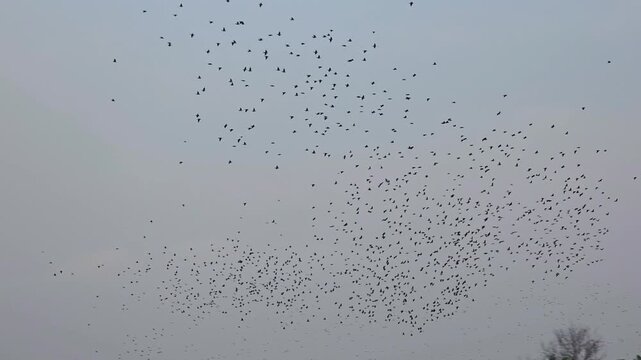 common starling flock slow motion 240fps murmuration performing synchronized patterns across a gloomy overcast sky above green trees.