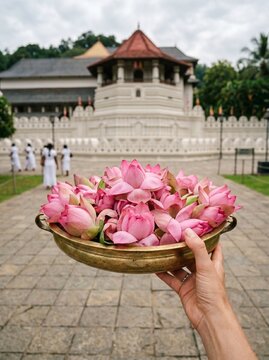 Lotus Flower Offering at Sri Dalada Maligawa Kandy &ndash; Sacred Temple of the Tooth Sri Lanka Spiritual Ritual - vesak
