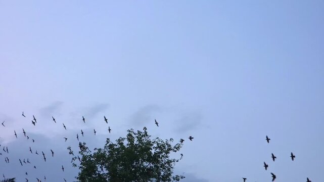 common starling flock slow motion 240fps flying across a clear pale sky above a tree canopy during sunset migration.