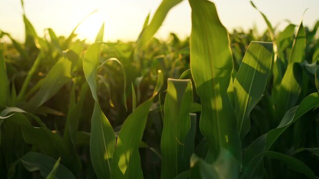 The camera moves slowly among corn field at sunset