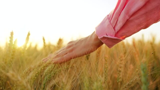 Female hand touches ripe ears of wheat at sunset. Slow motion