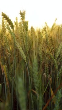 The camera moves slowly among ripe wheat ears at sunset. Vertical video