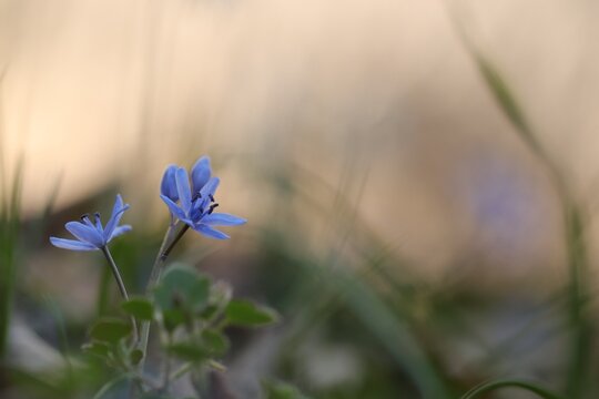 fiori di scilla bifolia in inverno nel bosco al tramonto