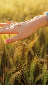 A ladybug crawls over a woman's hands against a background of ripe wheat ears