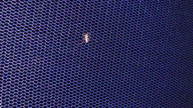 Mosquitos 240fps Slow Motion captured landing on a blue protective mesh net during a macro pest control study