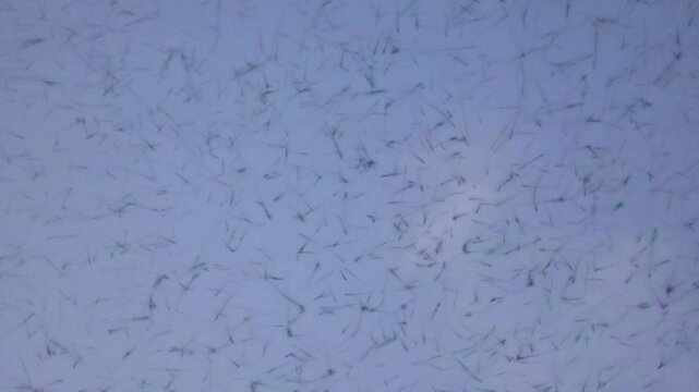 Mosquitos 240fps Slow Motion swarming in a dense cloud against a pale blue sky in a chaotic pattern during sunset