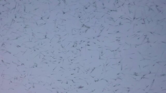 Mosquitos 240fps Slow Motion swarming in a dense cloud against a pale overcast sky during a humid summer afternoon