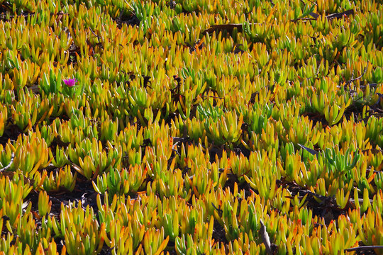Succulent Delosperma Ice Plants at aCalifornia beach