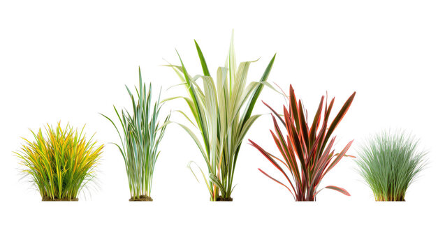Collection of ornamental grasses with variegated and red leaves