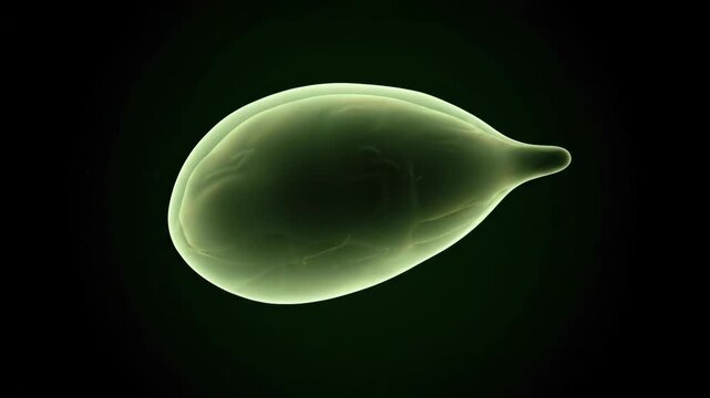 3D Visualization of Human Gallbladder Rotation