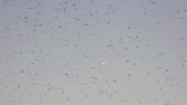 Mosquitos 240fps Slow Motion swarming in a dense cloud against the soft gradient of a clear twilight sky during a warm summer evening