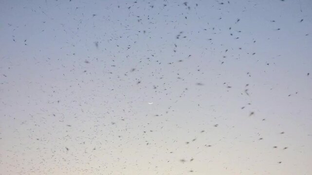 Mosquitos 240fps Slow Motion swarm flying through the hazy evening sky with a tiny crescent moon in the background