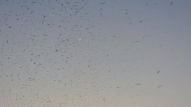 Mosquitos 240fps Slow Motion swarm flying in the twilight sky with a visible crescent moon during a calm evening