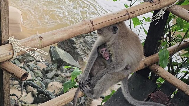 Macaque monkey sitting on bamboo railing holding baby tightly, infant looking outward while clinging to mother, close primate parenting behavior near riverbank in tropical natural environment