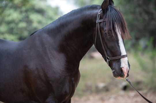 portrait of beautiful black Marwari young stallion posing in garden.  India, Gujarat