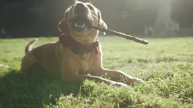 Calm canine enjoying sunny meadow, Peaceful dog peacefully gnawing on stick amidst gentle sunny park landscape