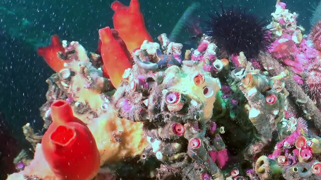 Red bottle-shaped organisms stand out among rich tapestry of colorful sponges and corals. Spiky sea urchin nests nearby, with vibrant blue and orange sea slug adding to diverse marine beauty.