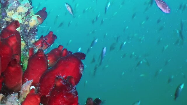 Explore hidden beauty of Sea of Japan. Scarlet organisms cling to seafloor while numerous tiny fish elegantly swim through pristine azure water, showcasing lively underwater ecosystem.