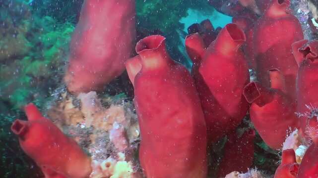 A vibrant gathering of ruby-red, vase-shaped organisms flourishes on the serene seabed.