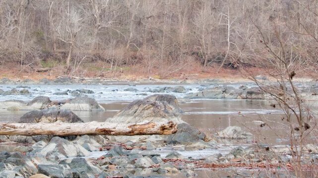 View of Scott's Run Nature Preserve featuring Potomac River, a large fallen log, and bare winter trees in McLean, Virginia, United States.