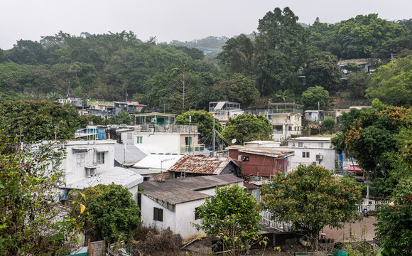 Aberdeen, Hong Kong : hillside homes in Brick Hill Squatter Area surrounded by dense vegetation and informal residential structures